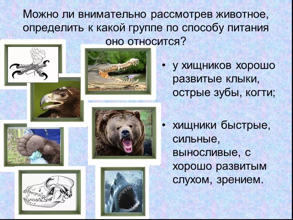 Волк способ питания у животных
