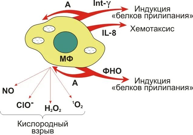 Медиаторы фагоцитоза. Фагоцитоз нейтрофилов и макрофагов. Фагоцитоз биохимия. Механизм действия макрофагов. Активированные макрофаги