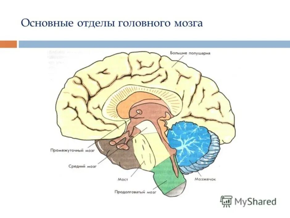 Основные отделы головного мозга рисунок