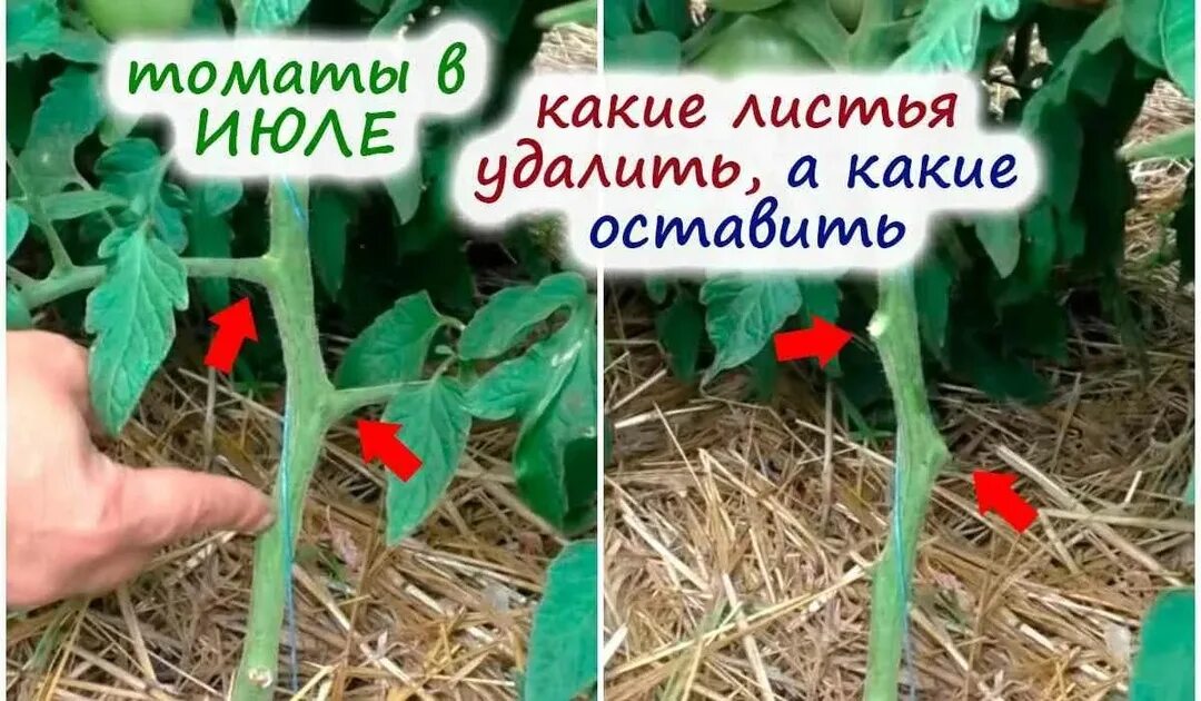 Когда нужно обрывать листья у помидор. Удаление листьев у томатов. обрезка листьев у томатов в теплице. удаляем листья у помидор. у низкорослых томатов удалять листья.