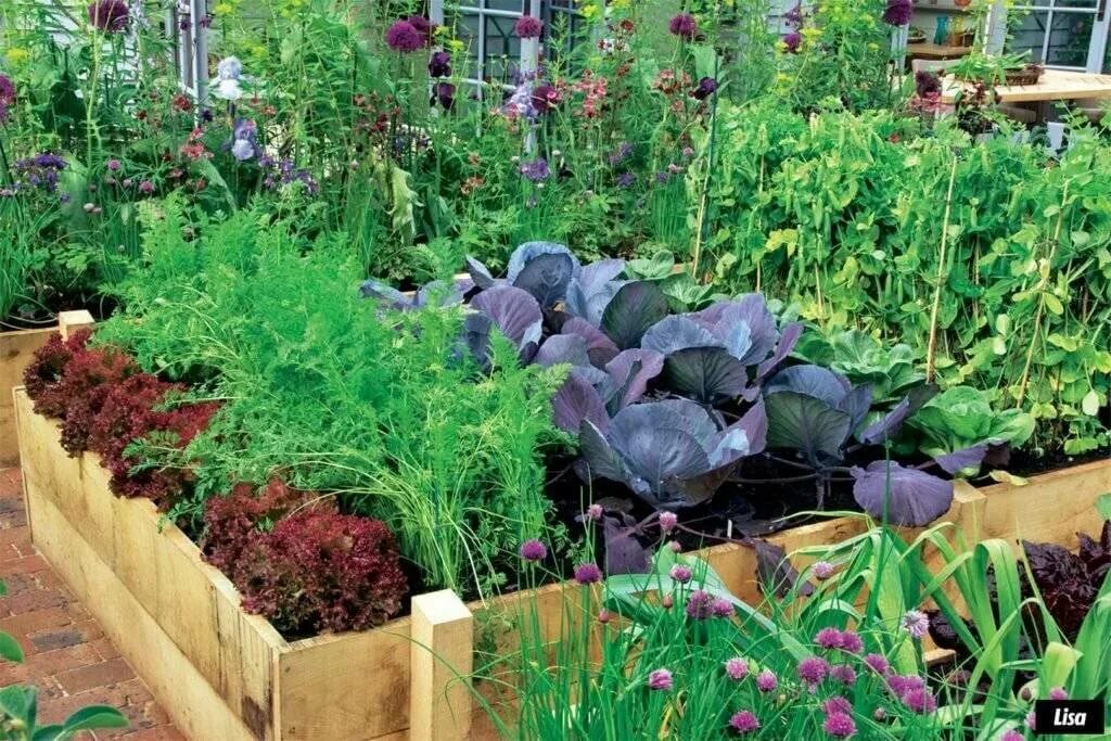 Базилик руккола шпинат. Клумба что сажать. Красивые грядки с зеленью. Куда можно посадить. Куда можно посадить.