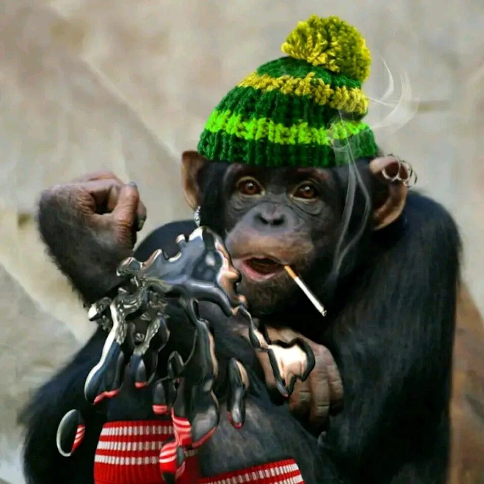 Baby macaque rhesus 6 months Very beautiful, handmade, brought up, Acquisition i