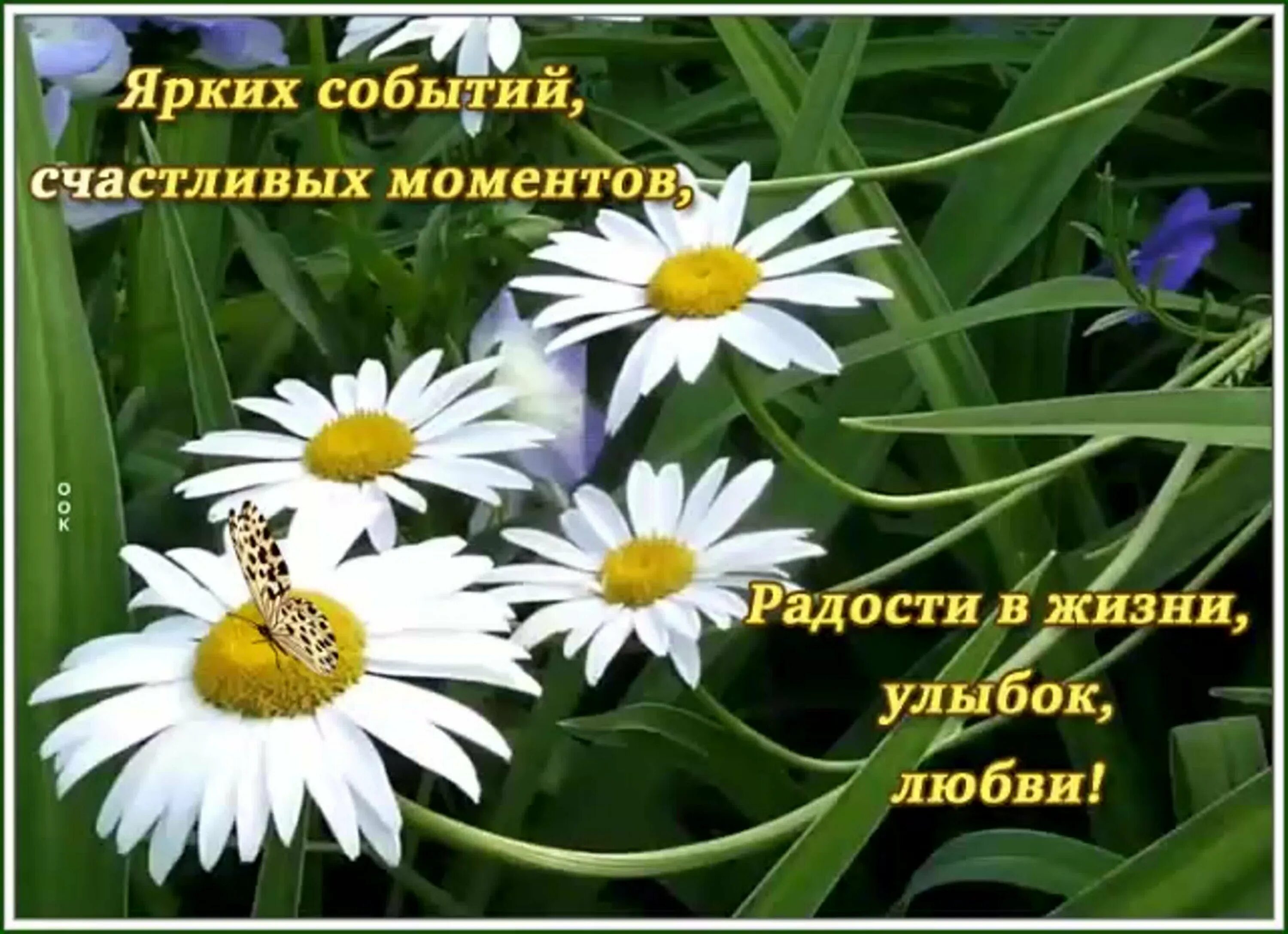Pin by Светлана on Ромашковое настроение Russian humor, Humor, Jokes
