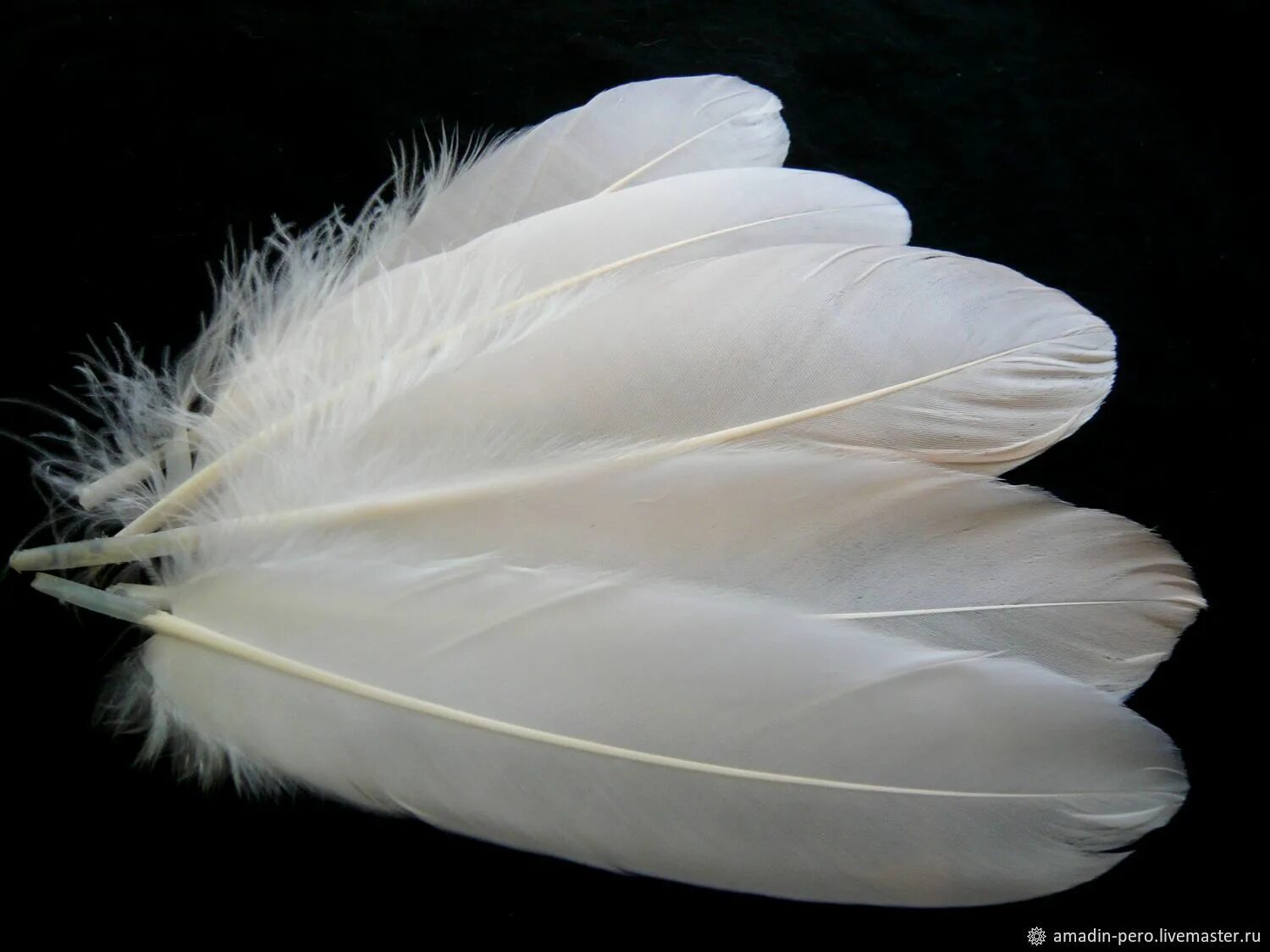 перышко гусиное. перья птиц. перо гуся. гусь птица. перо письменное.