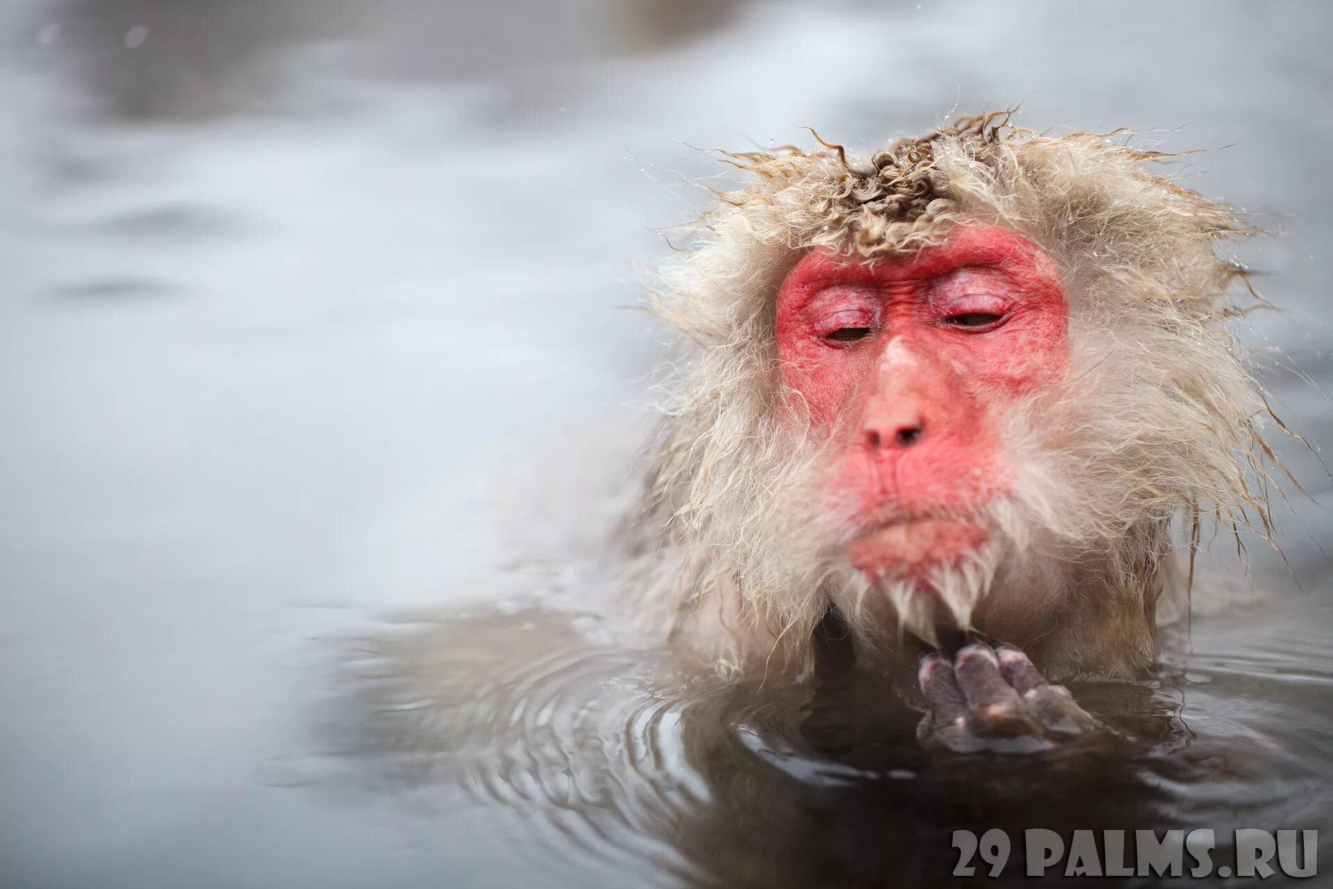 Обезьяна купается в теплой воде. Обезьянки в термальных источниках. Японские обезьяны в теплых источниках. Японские макаки в горячих источниках. Макаки в горячем источнике.