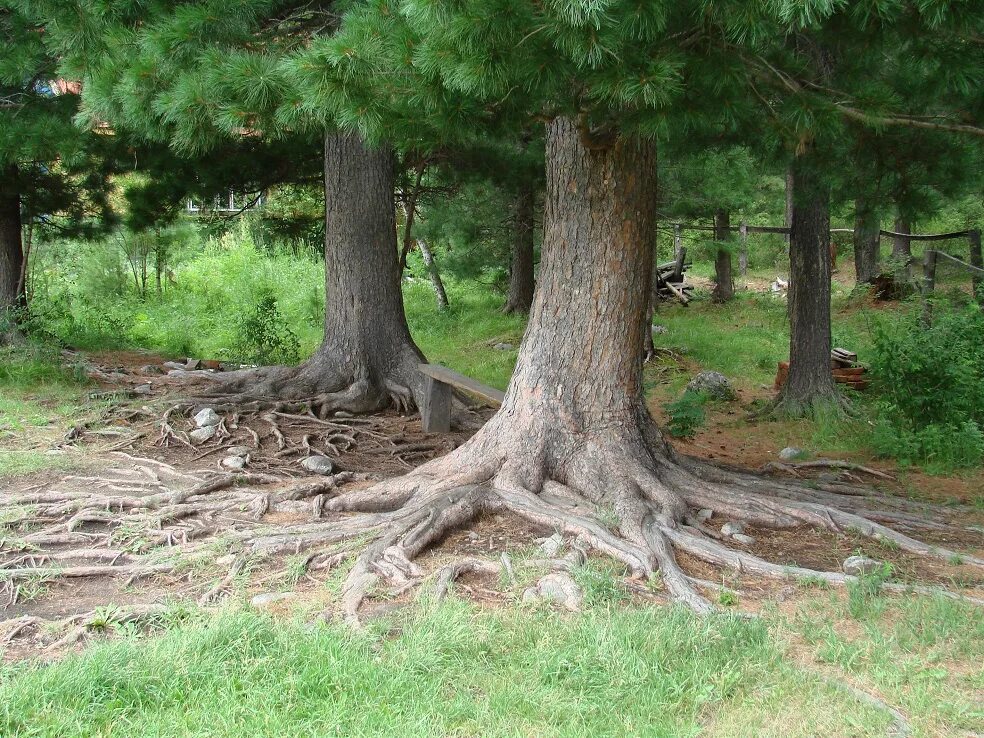 Какие корни у сосны. Кедр Сибирский Pinus sibirica. Корневая система у кедра Сибирского и сосны. Корни кедра Сибирского. Кедр Аршан.