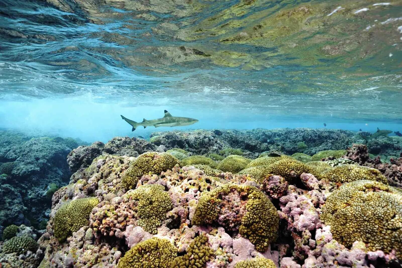 Значение океана для природы. Риф Нингалу Австралия. Атлантический океан коралловый риф. Морские глубины. Атлантический океан подводный мир.