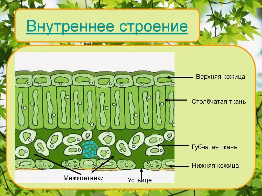 Мякоть листа название. Строение клеток столбчатой ткани листа. Строение мякоти листа столбчатая ткань. Столбчатая ткань и губчатая ткань. Строение губчатой ткани листа.