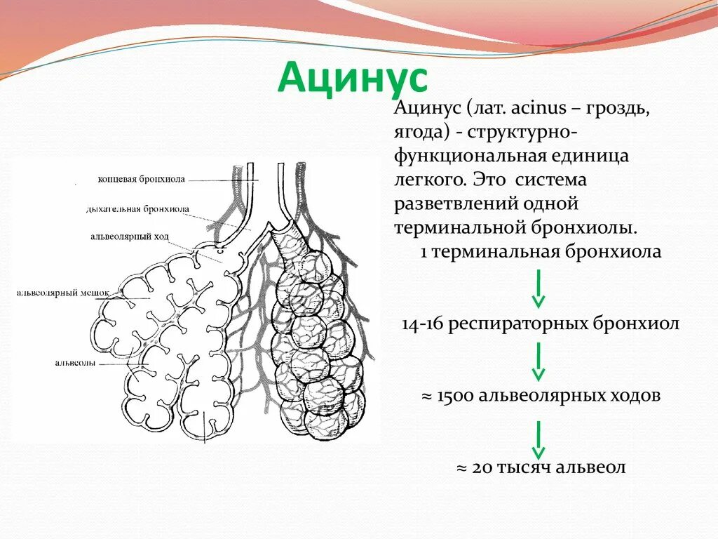 Альвеолярные легкие характерны для. Схема строения легочного ацинуса. Схему строения структурно-функциональной единицы легкого. Схема структурно-функциональной единицы легкого (ацинуса). Структурно-функциональная единица легкого ацинус схема.