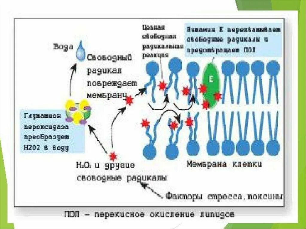 Пол липидов. Механизм перекисного окисления липидов в мембране клеток. Перекисное окисление липидов повреждение мембран. Перекисное окисление липидов схема. Активные формы кислорода липиды.