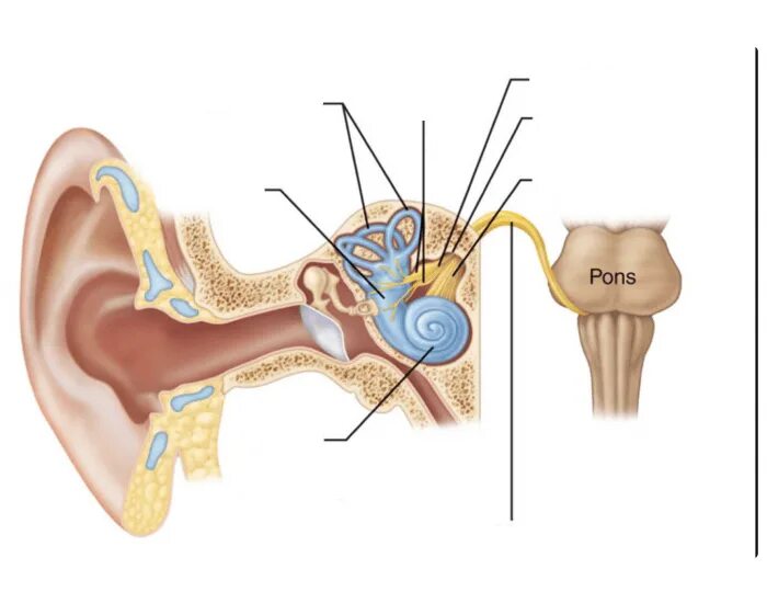 Слуховой нерв анатомия. Ход слухового нерва анатомия. Нервы уха анатомия.