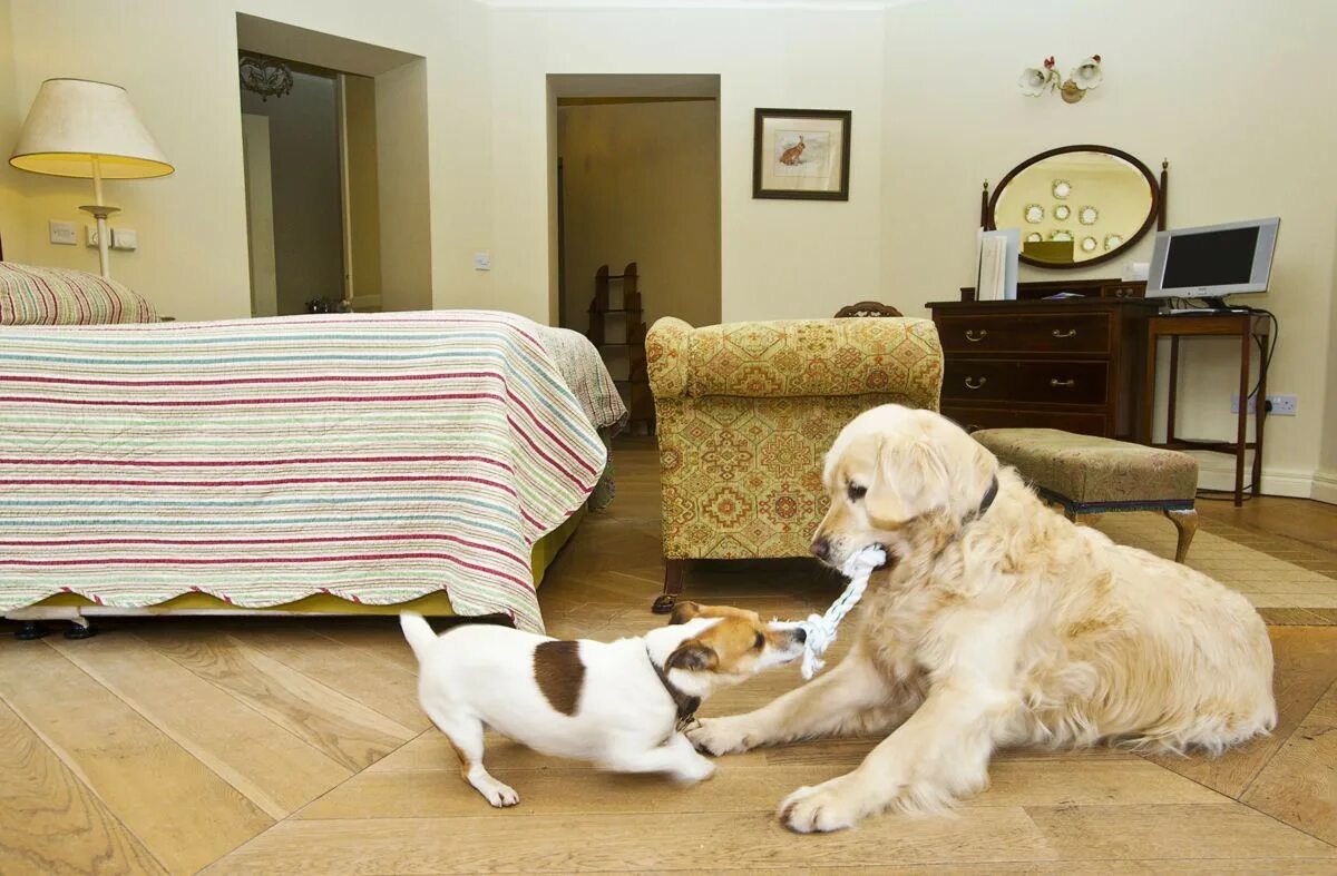 Dog friendly Hotel. Pets at Home. Pet friendly Hotel. Pets friendly фото. The petting room