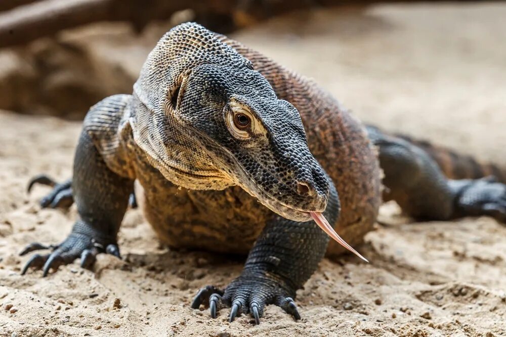 Вараны острова комодо. Комодский варан слюни. Капский варан. Комодский варан. Гигантский комодский варан.
