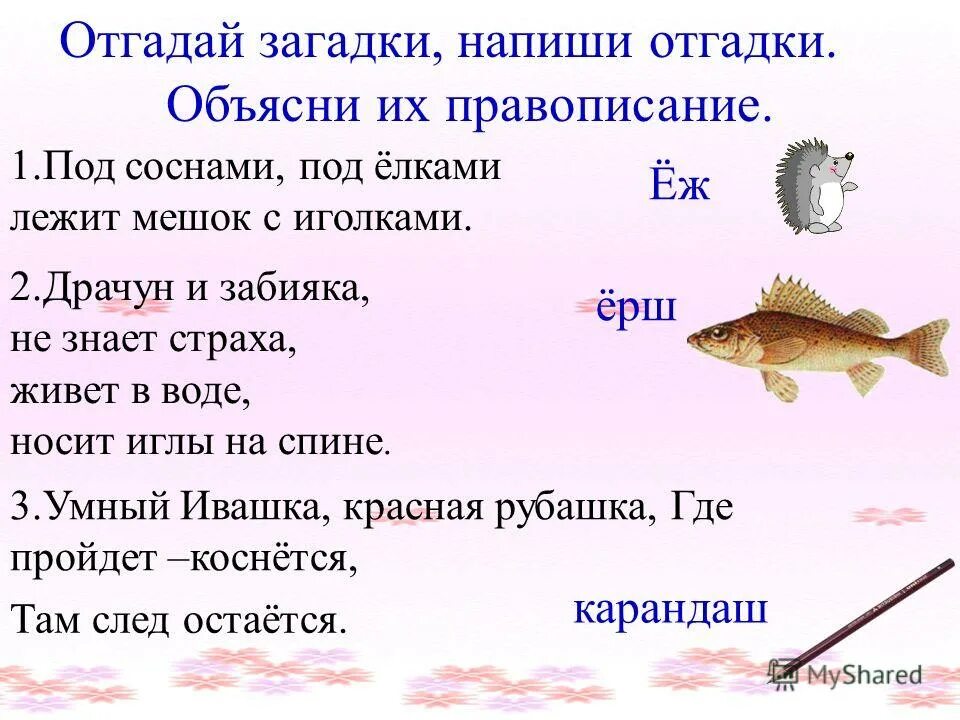 Ерш во множественном. Загадки по русскому языку. Прилагательные в загадках. Загадки для 3 класса. Загадки по написанию.