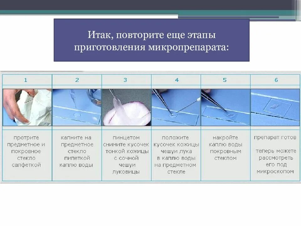 Рисунок микропрепарата. Приготовления микропрепарата чешуи лука. Приготовления микропрепарата чешуи. Микропрепарата кожицы чешуи лука. Приготовление микропрепарата кожицы чешуи лука.
