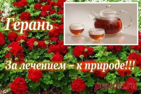Лечение пеларгонией