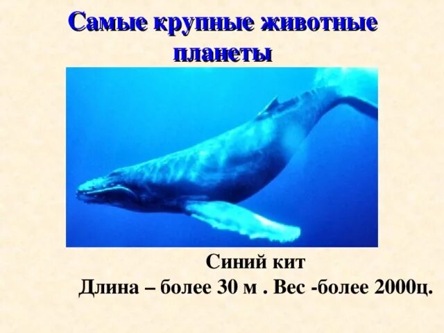 Синий кит проект 2 класс Экологическая викторина Экология Презентации 5 класс