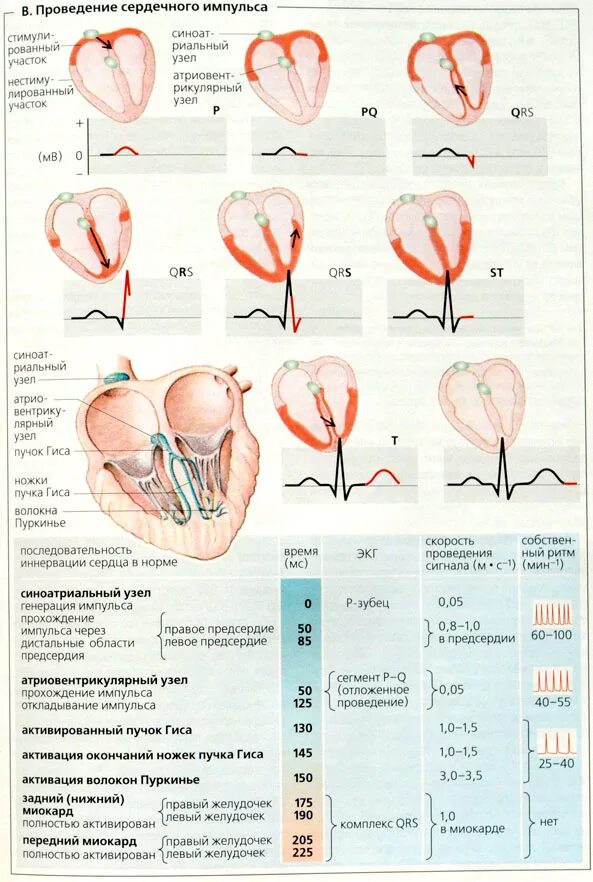 Проводящая система сердца ЭКГ. Последовательность проведения импульса в сердце. Схема проведения сердечного импульса. Как проходит Импульс в сердце.