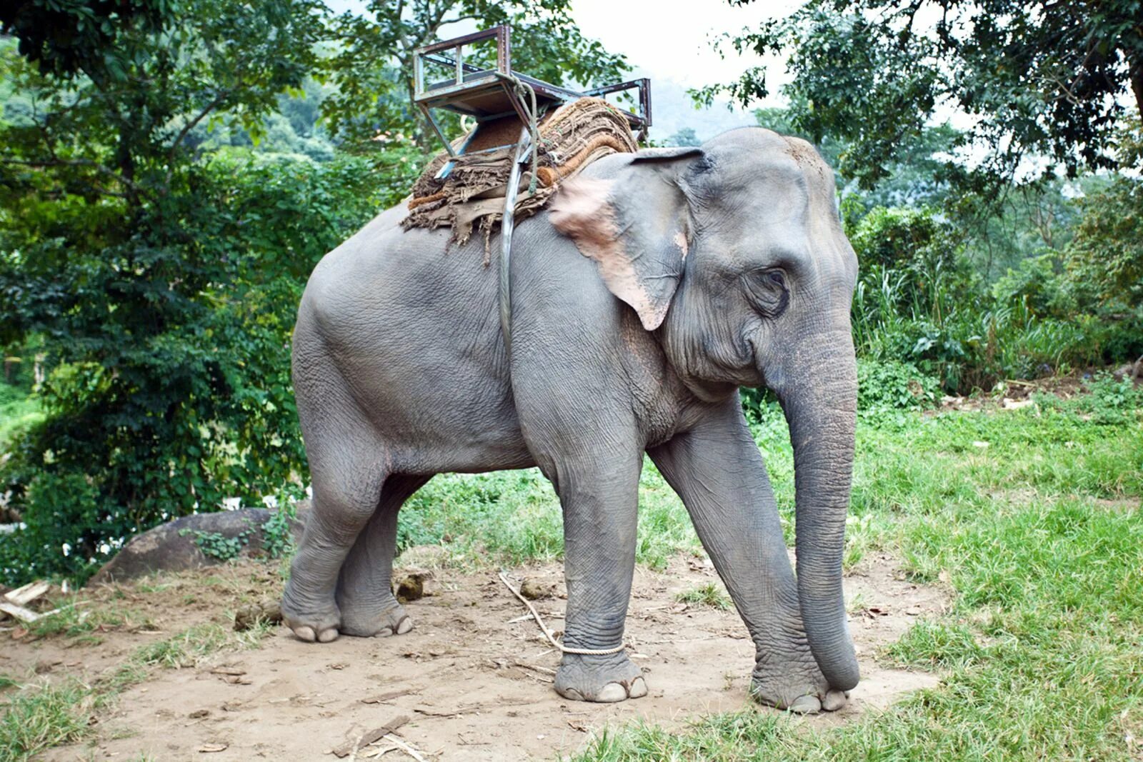 Тайланд слоны. Тайский Слоник. Белый слон Таиланд. День тайского слона.