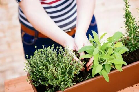 Contain plants