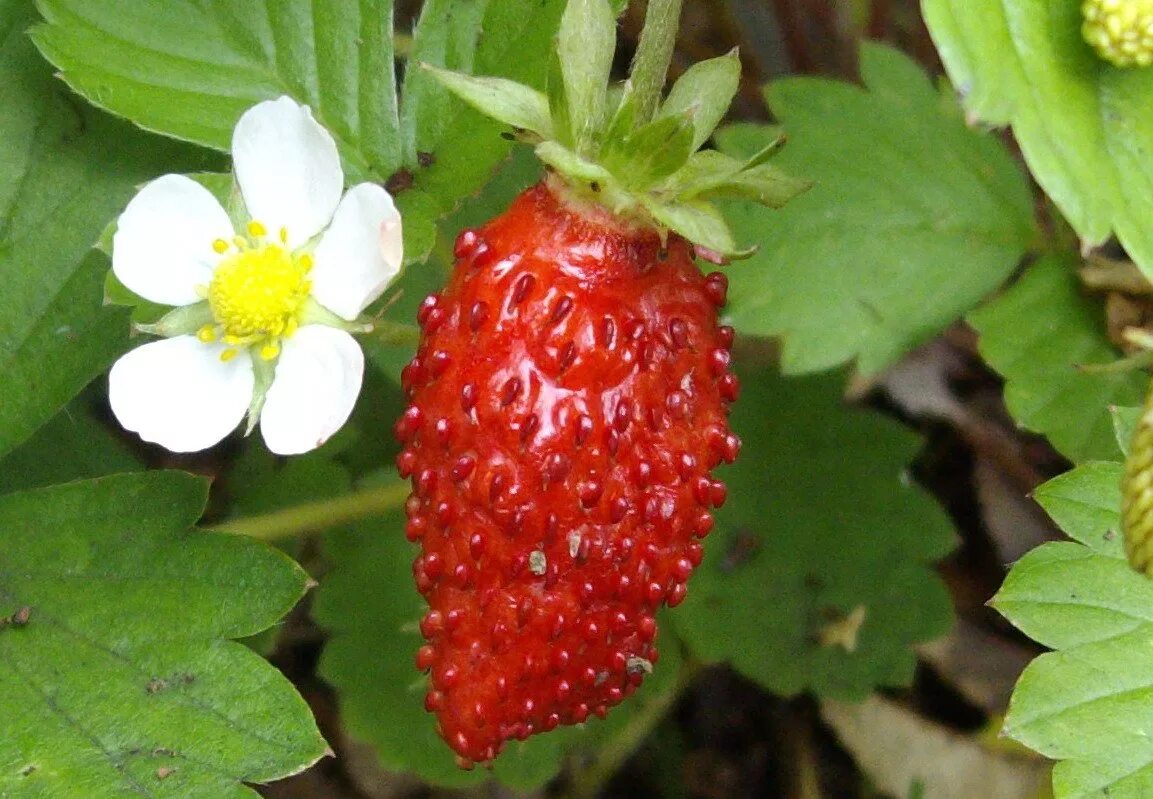 Земляника Лесная (Fragaria vesca) Alexandria (Александрия). Земляника ремонтантная Александрия. Клубника ремонтантная Александрия. Земляника ремонтантная безусая Александрия. Безусые сорта земляники