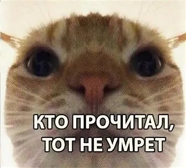 Не читано