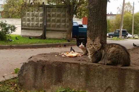 Во дворе кошки малышка о нас