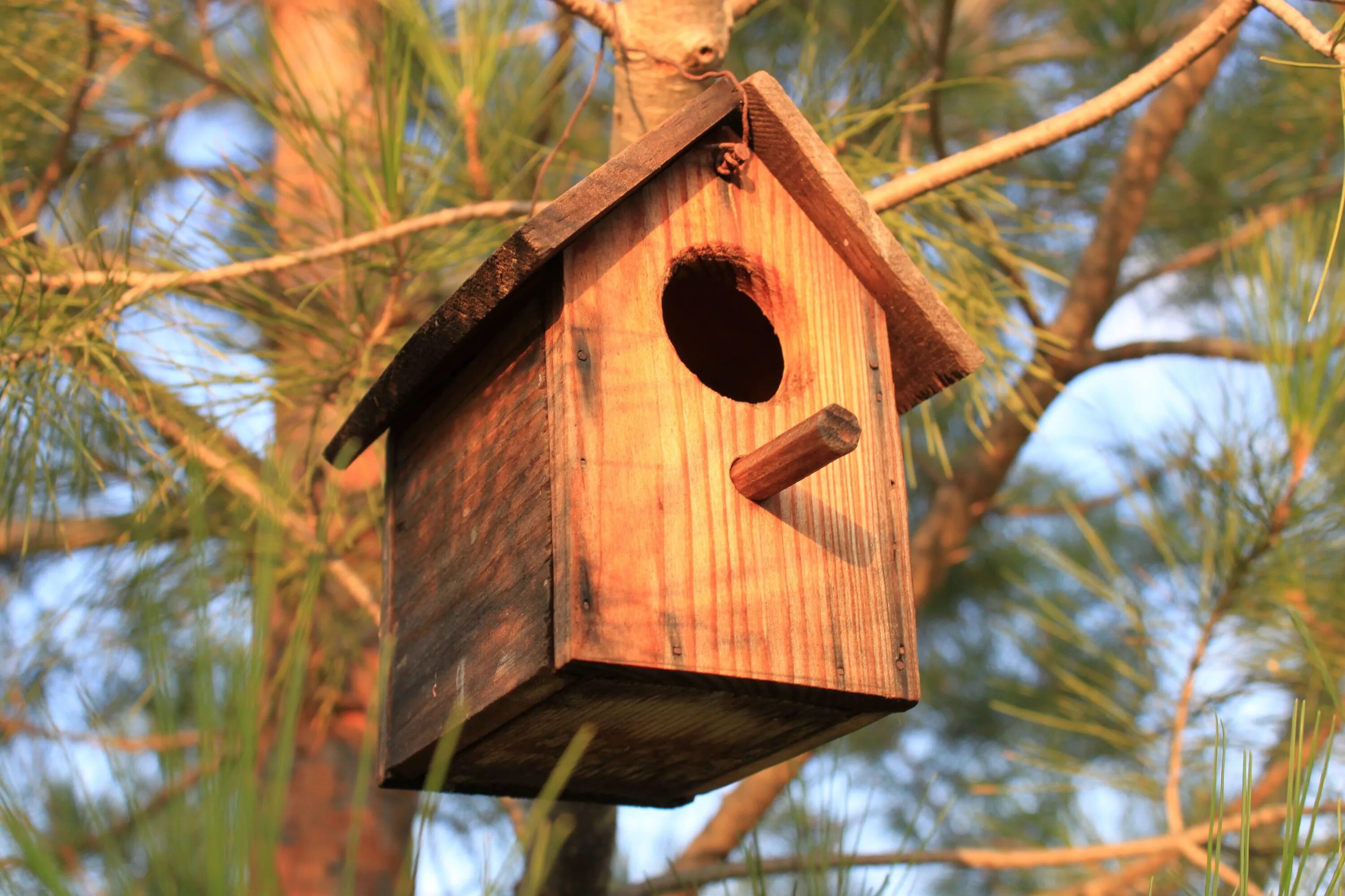 Home bird. Синичник дуплянка. Скворечник синичник мухоловочник Малиновник. Гнезда Скворцов и скворечники. Скворечник для Скворцов.