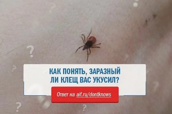 Симптомы после укуса клеща. Место от укуса зараженного клеща. После укуса энцефалитного клеща.