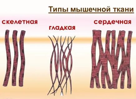 Скелетная и сердечная мышечные ткани