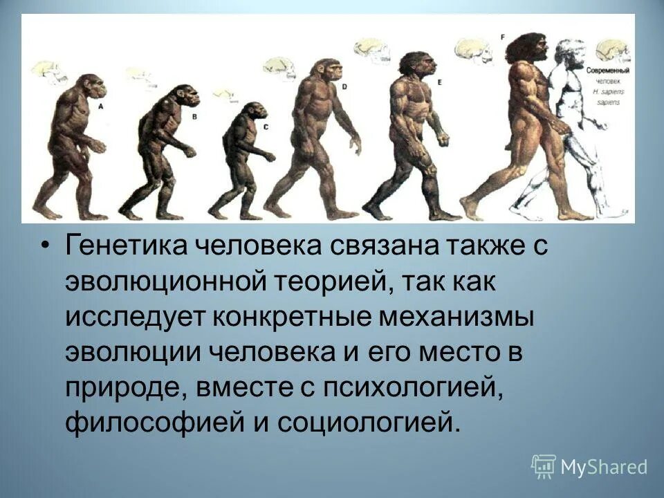 Как в эволюции человека выполнить задание. Эволюция человека хомо сапиенс. Стадии развития человека схема. Эволюционное древо приматов и человека. Как в эволюции человека выполнить задание.
