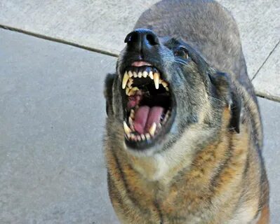 Dog showing