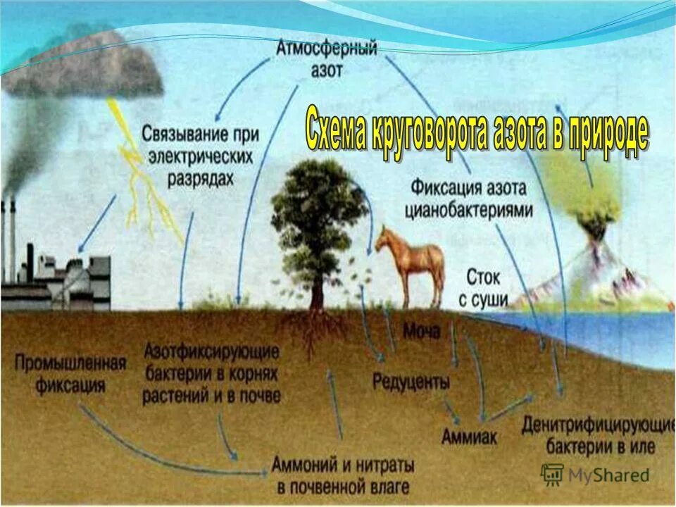 Схема круговорот азота в природе 9. Круговорот азота в природе 11 класс. Круговорот азота биология 9 класс. Круговорот азота в природе схема.