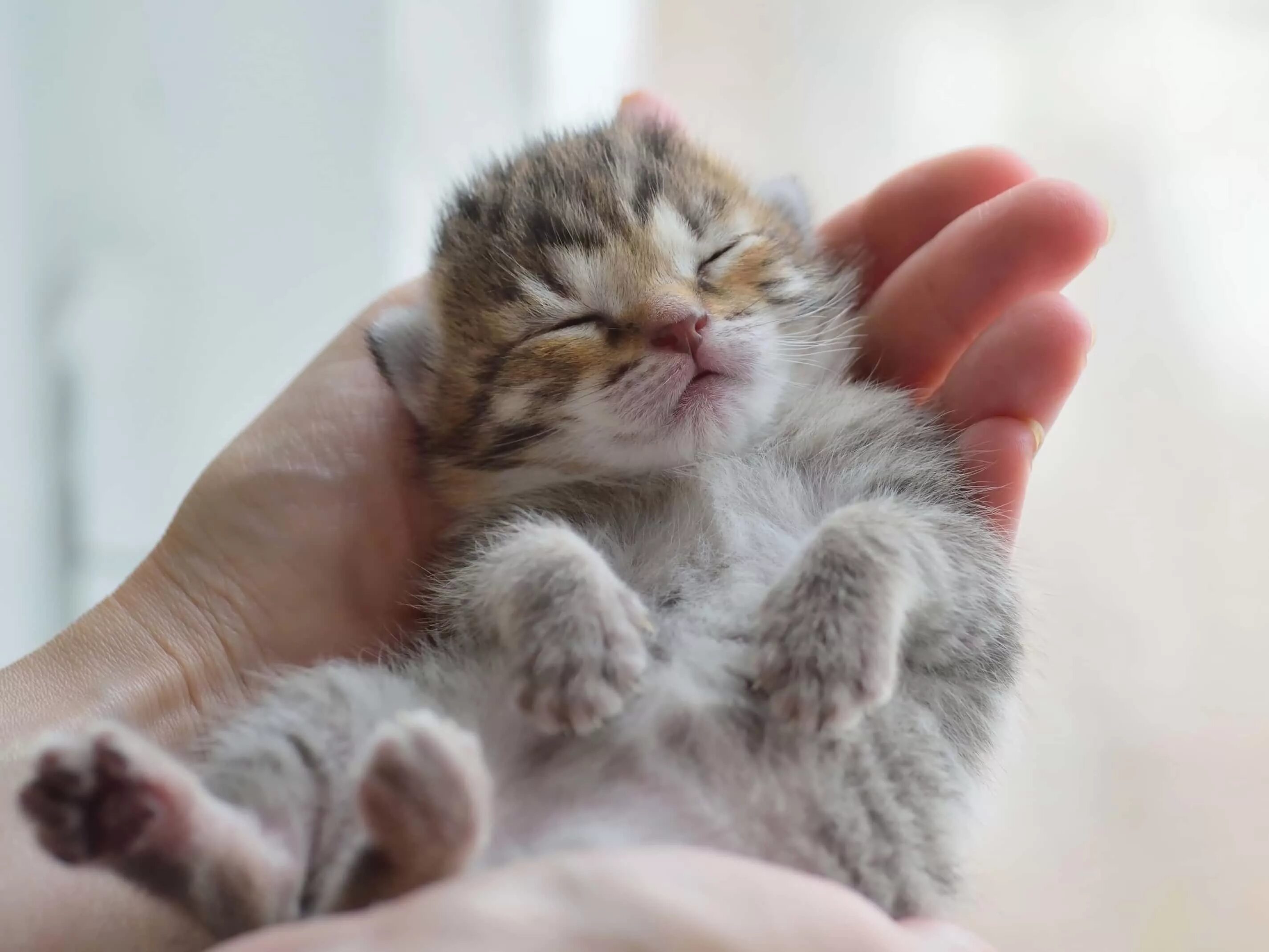 Котята их жизнь