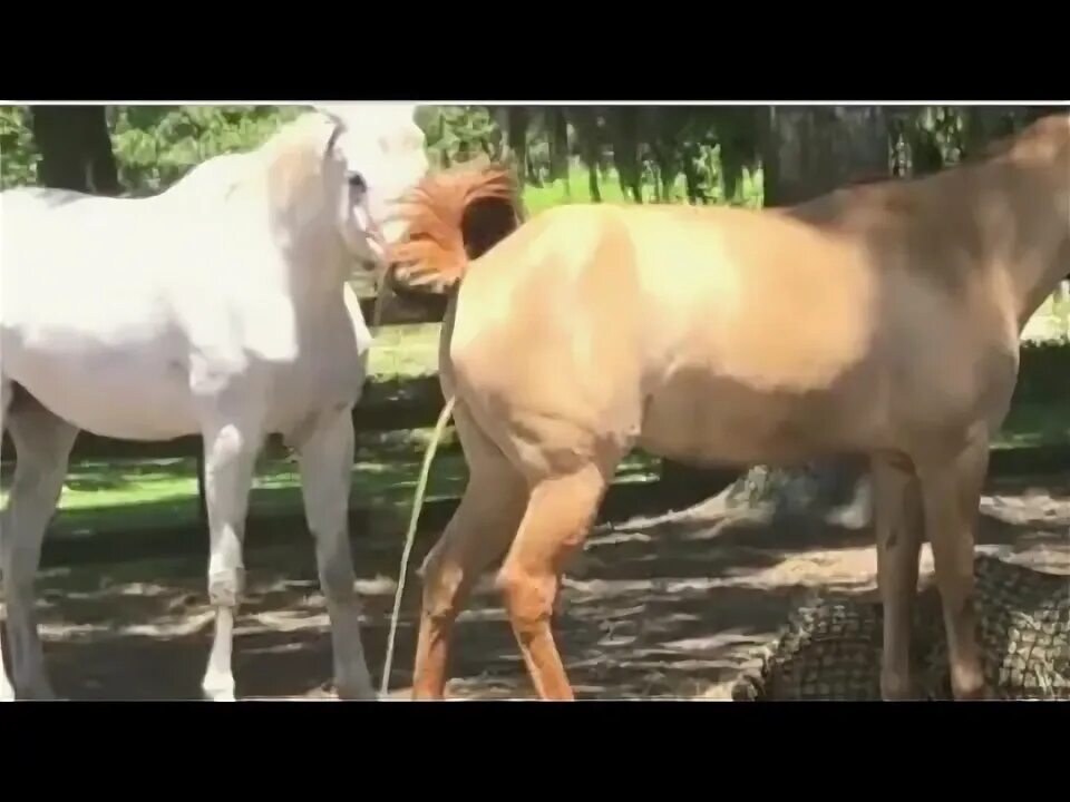 Mating men. Horse mating. horse mating donkey mating. best wild horses mare revolutionizing young foals future stallions horses 232.