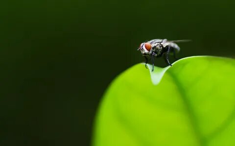 Flying insects