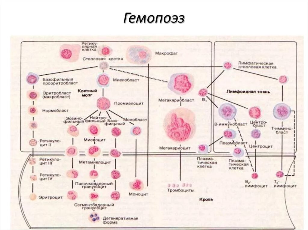 Кровь дифференцировка. Схема кроветворения гистология. Эритропоэз схема кроветворения. Схема кроветворения из стволовой клетки. Схема кроветворения в Красном костном мозге.