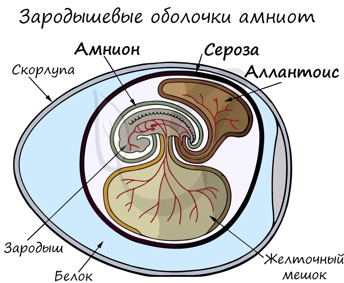 Оболочка яйца рептилий. Строение эмбриона аллантоис хорион. Строение яйца птицы амнион. Строение яйца рептилий амниот. Строение яйца хорион амнион.