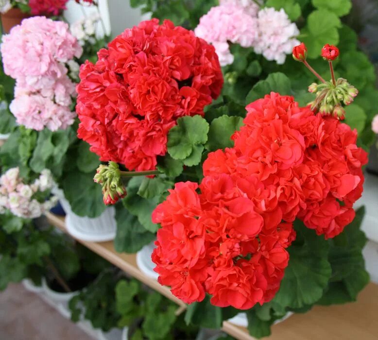 пеларгония кенис. пеларгония кенни дабл. пеларгония зональная kenny's double. Kenny's double пеларгония. пеларгония зональная kenny's double.