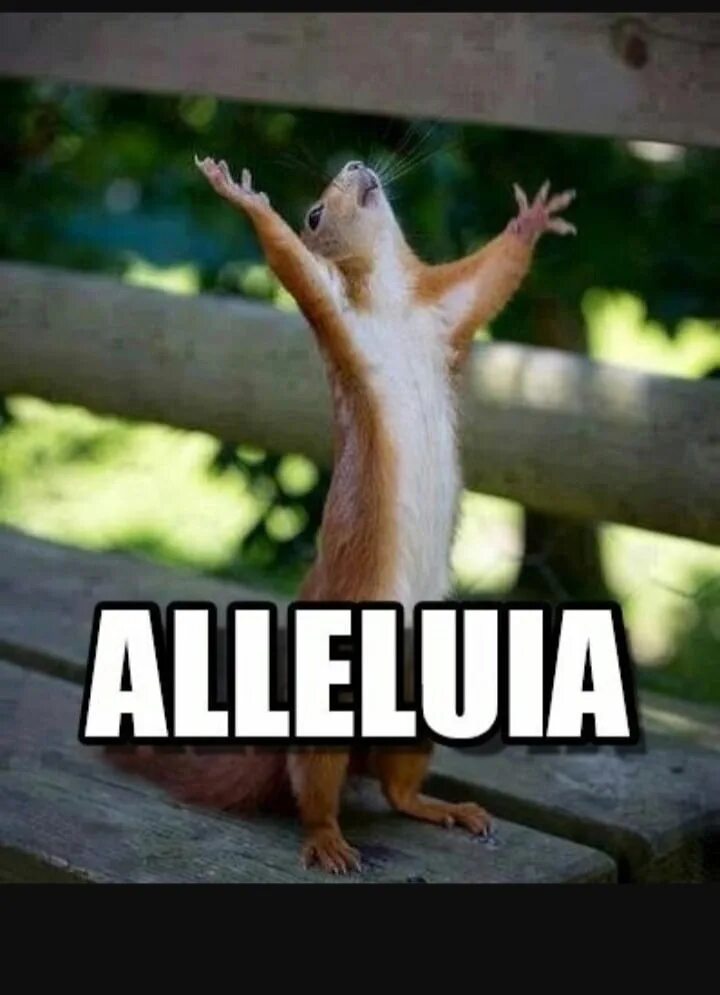 Спасибо дождалась. Белка с поднятыми лапами. Спасибо дождалась. Красивые фразы про армию. Спасибо дождалась.