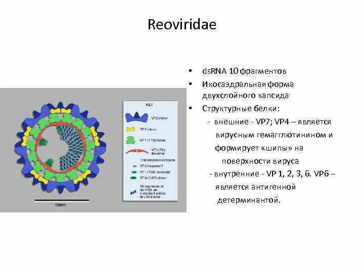 Белковый капсид. Reoviridae микробиология. Реовирусы строение. Капсид реовирусов. Респираторные реовирусы Reoviridae.