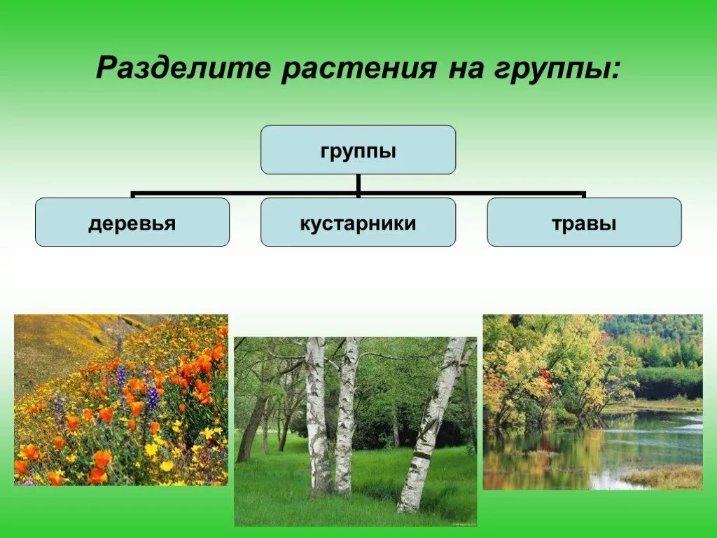 Будут разделены на 3 группы. Группы растений. Растения группы растений. Разделение растений на группы. Три группы растений.