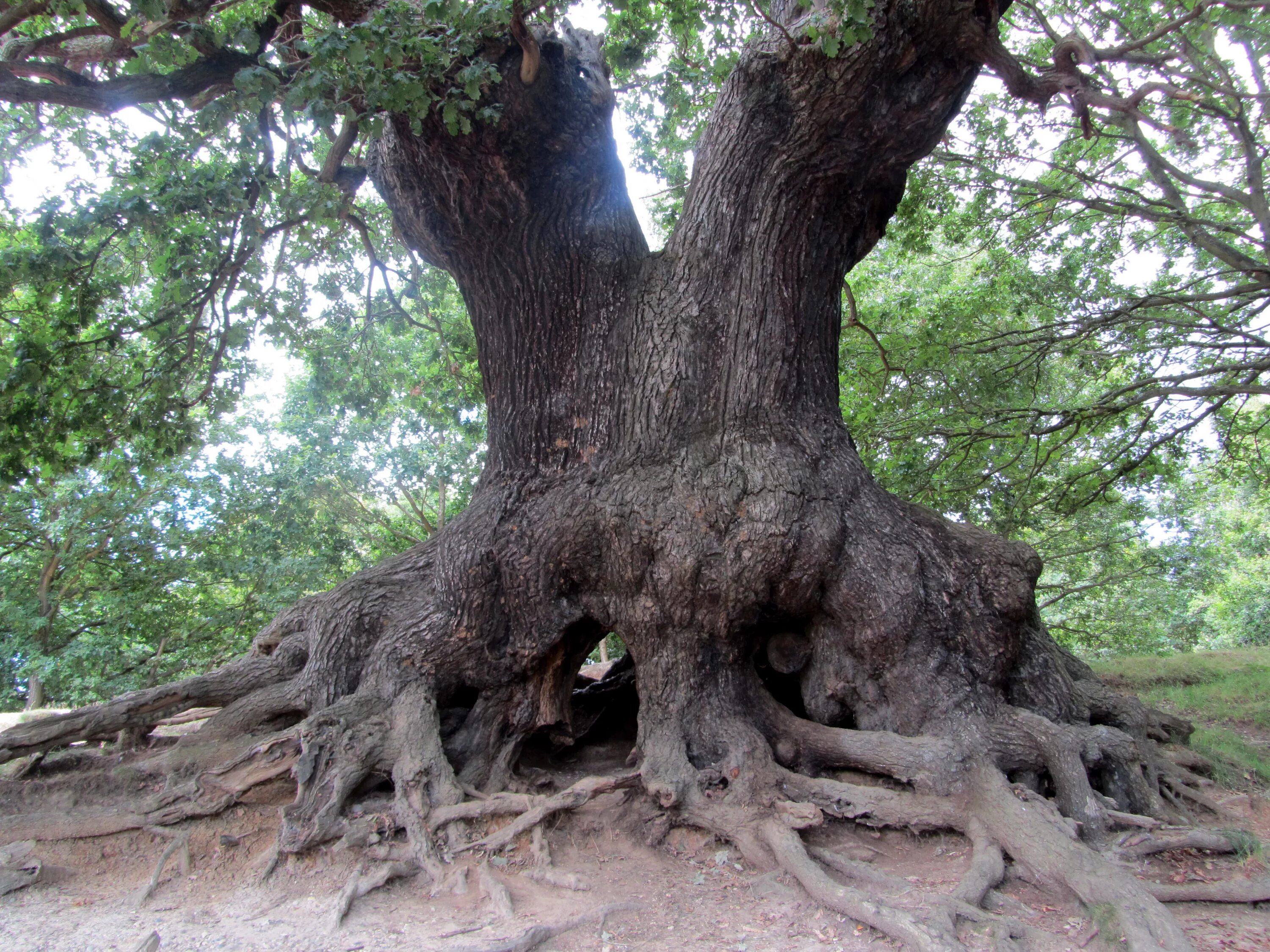 Могучие стволы. Дуб черешчатый корень. Нанму дерево. Милорн дерево. Гигантский дуб черешчатый.
