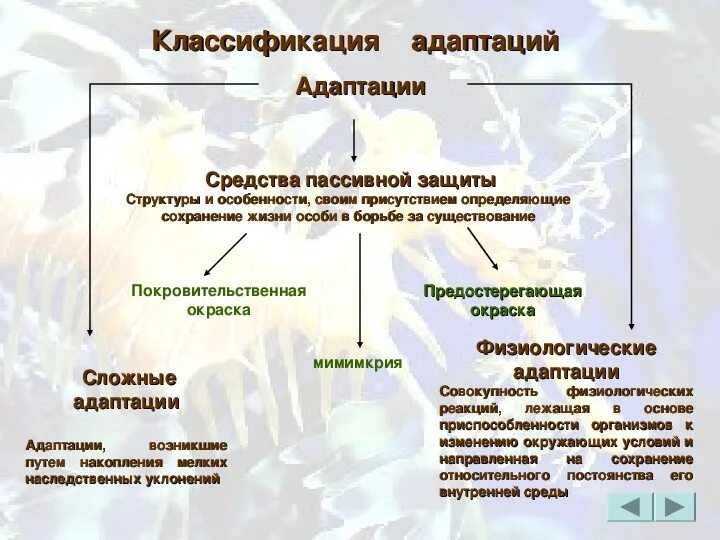 Классификация реакций адаптации. Классификация адаптаций биология. Классификация адаптаций по биологии. Классификация видов адаптации. Адаптация биология 9 класс таблица