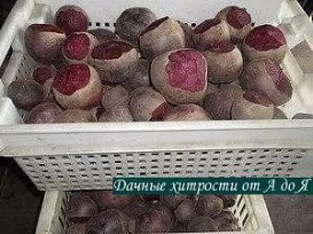 Beetroots in bowl stock image. Image of gardening, root - 47418107