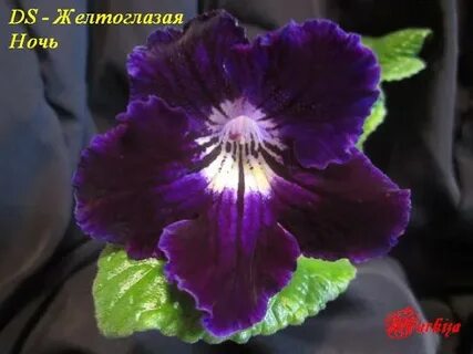 Желтоглазая ночь