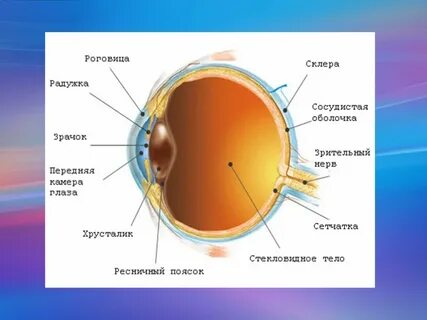 Строение глаза название