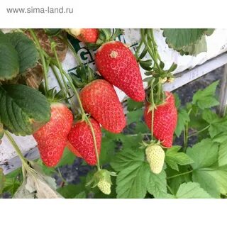 Сорт мурано характеристики