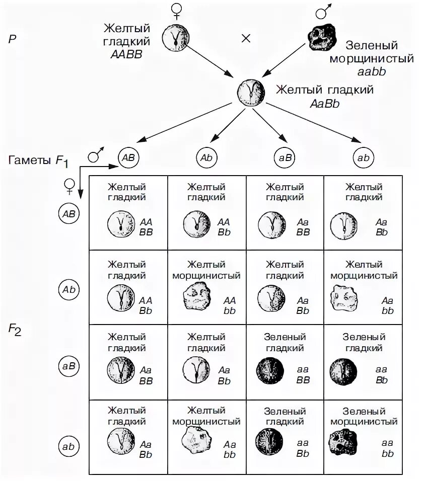 Независимое наследование AABB AABB. Наследование горох. Наследование окраски рэгдоллов. Схема наследования рыжего цвета волос.