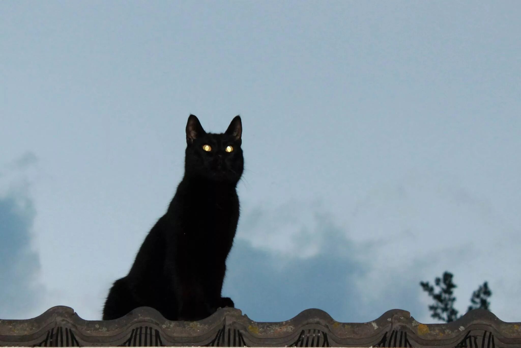 Жил у нас на крыше 4. Чёрный кот. Черный кот сидит. Черная кошка на заборе. Черный кот на заборе.